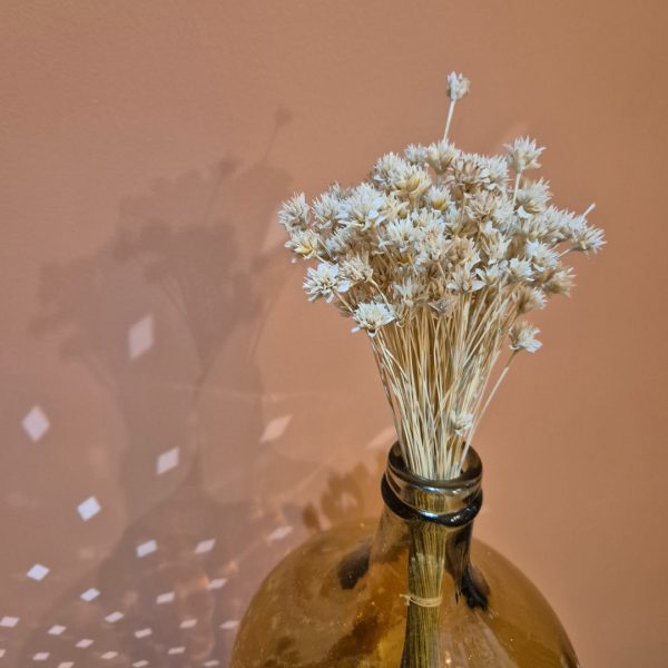fleurs des collines séchées blanches