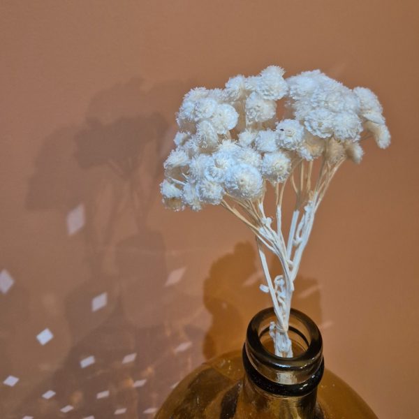 Fleurs immortelles séchées dans vase