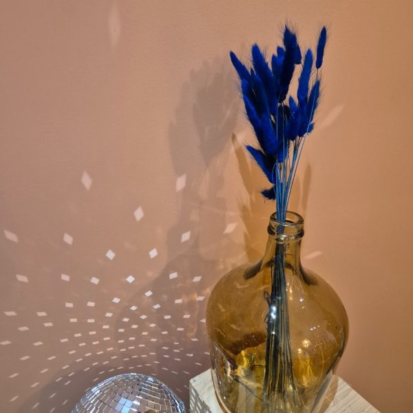 Lagurus bleu – Image 3