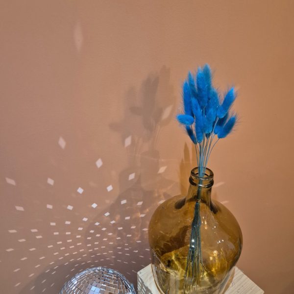lagurus fleurs séchées bleu turquoise