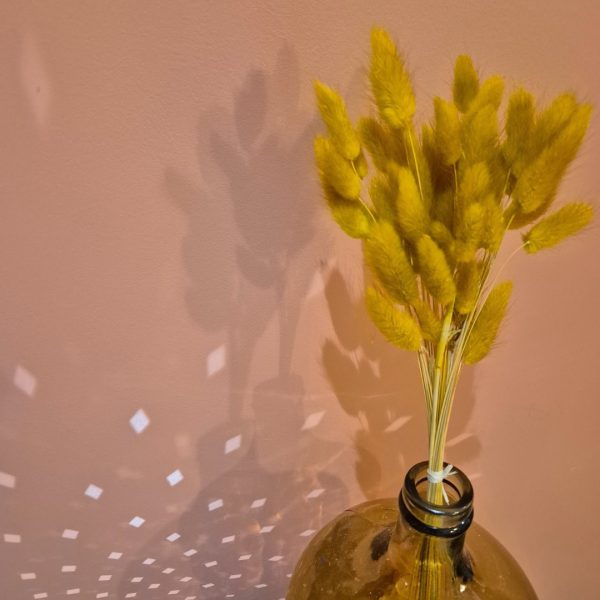 lagurus fleurs séchées moutarde