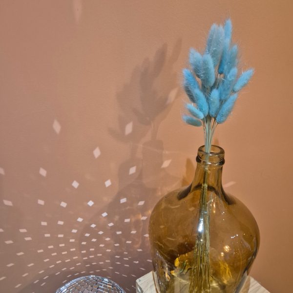 lagurus séchées bleu clair