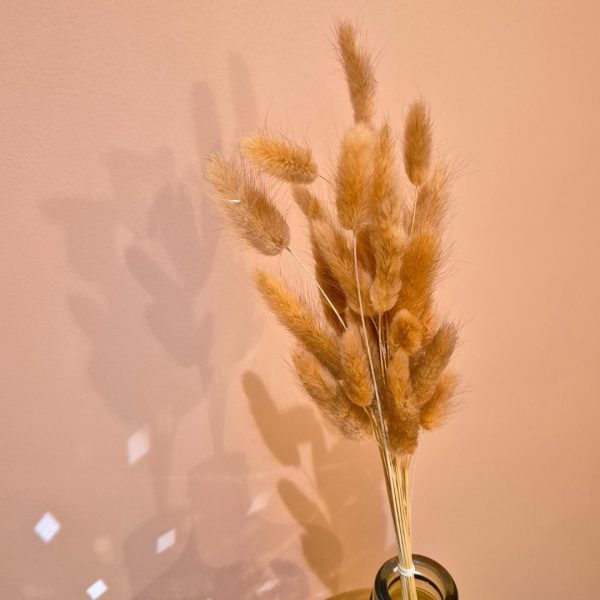 lagurus terracotta