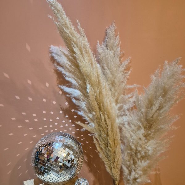 Herbe pampa – Image 3