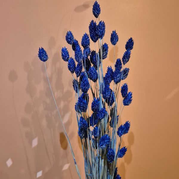 phalaris bleues