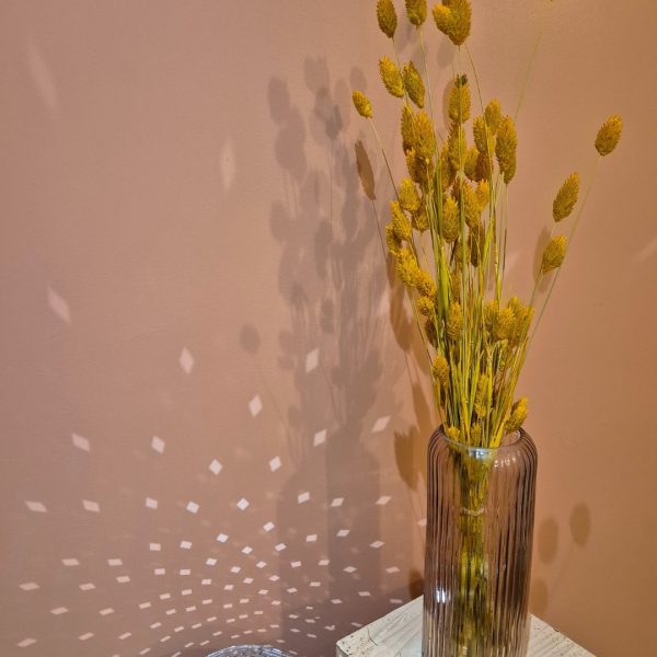 phalaris fleurs séchées jaunes