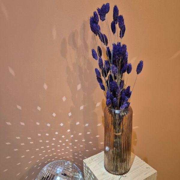 phalaris fleurs séchées violettes