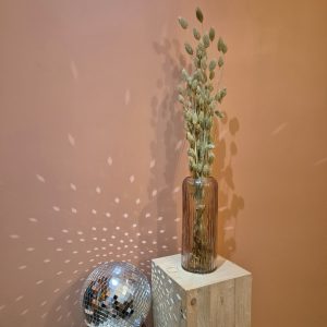 phalaris naturel