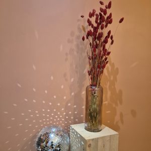 phalaris rouge