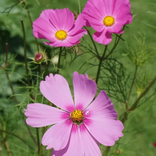 Sachet de graines de Cosmos - Tata d'amour – Image 3