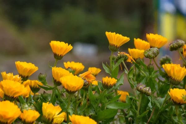 Sachet de graines de Calendula - Mon frère d'amour – Image 3