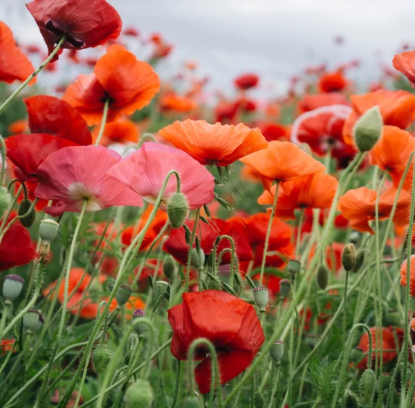 Sachet de graines de coquelicot - Copine d'amour – Image 3