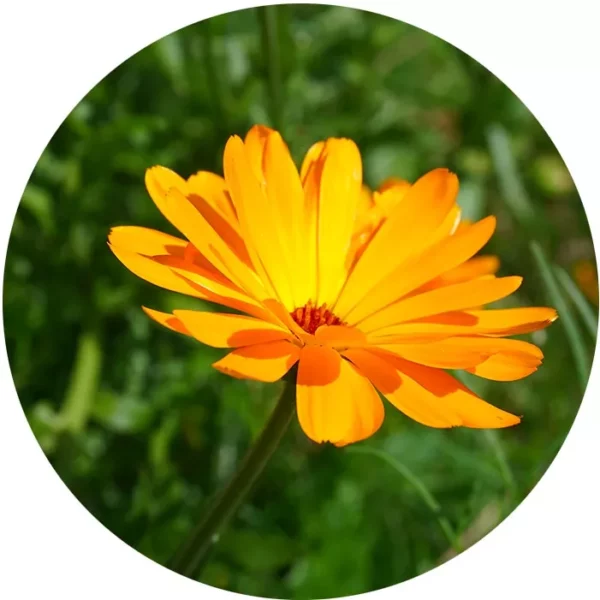 Un peu, beaucoup, à la folie - Sachet de graines de Calendula – Image 3